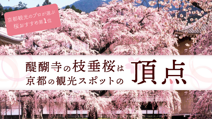 醍醐寺の枝垂桜は京都観光のプロが激推しする桜スポットの頂点
