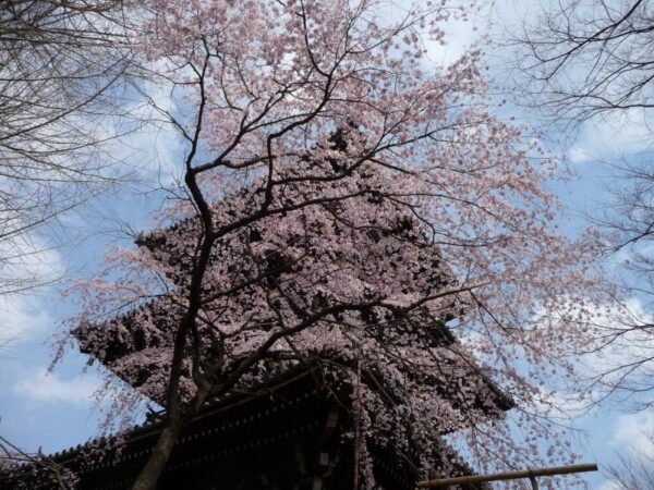 枝垂桜（三重塔）　見頃　2010年3月27日（平年4月2日相当）　撮影：MKタクシー