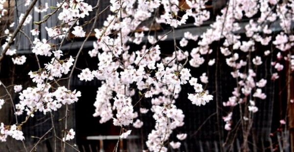 枝垂桜（かにかくに碑）　見頃　2019年3月29日（平年3月30日相当）　撮影：MKタクシー