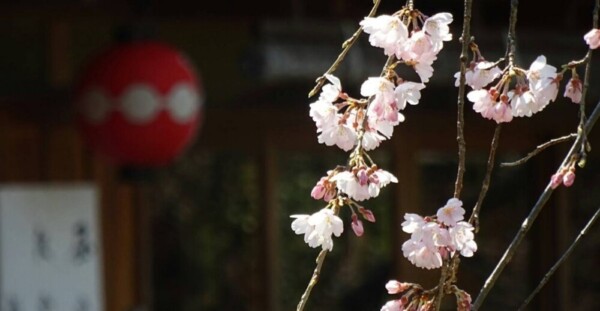 枝垂桜（かにかくに碑）　見頃　2017年4月3日（平年4月1日相当）　撮影：MKタクシー