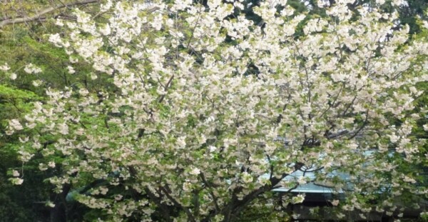 欝金　散りはじめ　2012年4月24日（平年4月23日相当）　撮影：MKタクシー