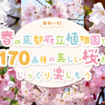 日本一！春の京都府立植物園で170品種の美しい桜をじっくり楽しもう