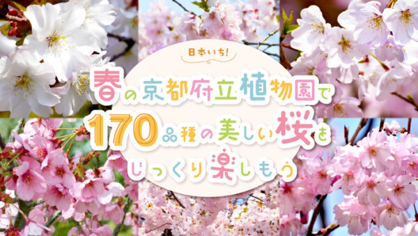 日本一！春の京都府立植物園で170品種の美しい桜をじっくり楽しもう