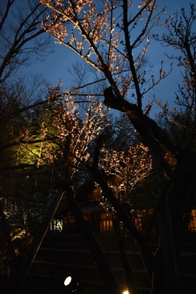 梅の香かおる 松花堂庭園ライトアップ　終わり近し　2021年3月7日　撮影：MKタクシー