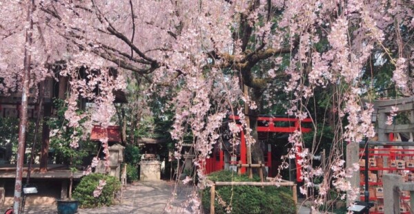 八重紅枝垂桜　見頃　2019年4月8日（平年4月9日相当）　撮影：MKタクシー