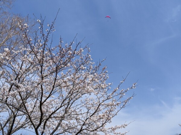 池の上空を飛ぶパラグライダー　2021年3月27日　撮影：MKタクシー
