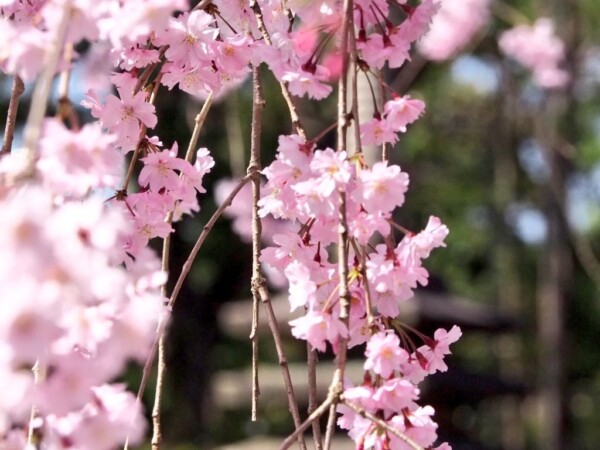 八重紅枝垂桜　五分咲き　2018年3月30日（平年4月7日相当）　撮影：MKタクシー