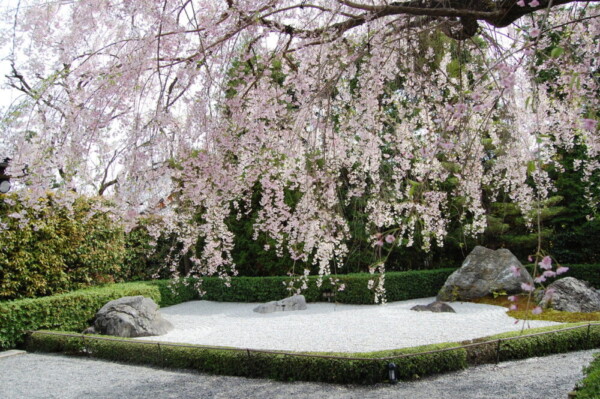 八重紅枝垂桜　散りはじめ　2008年4月12日（平年4月12日相当）　撮影：MKタクシー