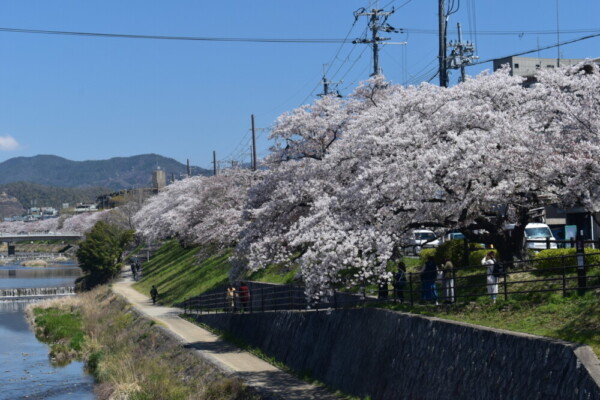 河合橋からの桜並木　2019年4月13日　撮影：MKタクシー