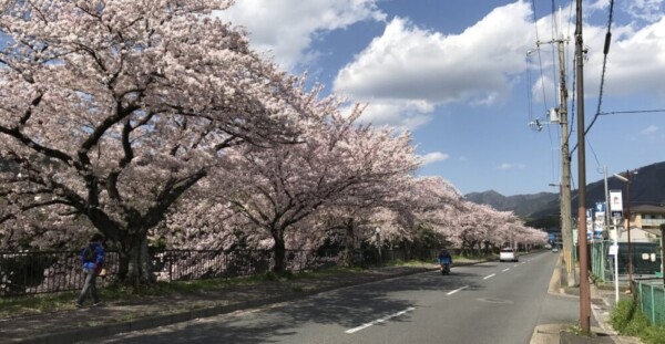 馬橋付近の桜並木　2017年4月13日　撮影：MKタクシー
