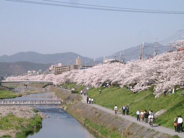 河合橋からの桜並木　2005年4月9日　撮影：MKタクシー