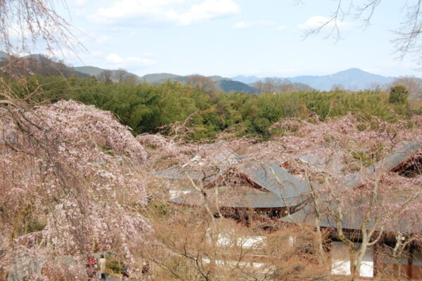 枝垂桜（望京の丘）　三分咲き　2008年3月29日（平年4月1日相当）　撮影：MKタクシー