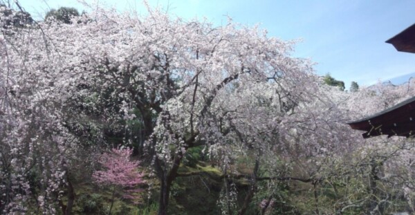 枝垂桜（百花苑）　見頃　2014年4月1日（平年4月3日相当）　撮影：MKタクシー