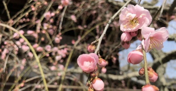 枝垂梅（曹源池庭園）　咲きはじめ　2018年3月3日　撮影：MKタクシー