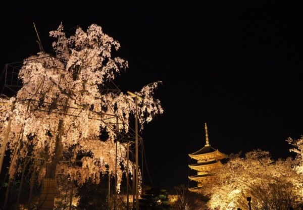 不二桜 見頃 2018年3月28日(平年4月5日相当) 撮影:MKタクシー