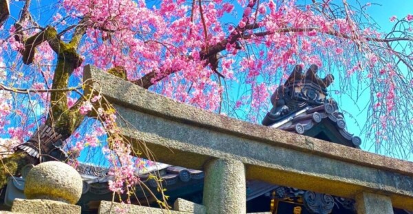 八重紅枝垂桜　見頃　2019年4月12日（平年4月11日相当）　撮影：MKタクシー