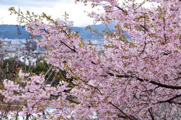 大漁桜（春のゾーン）　見頃　2021年3月13日（平年3月24日相当）　撮影：MKタクシー