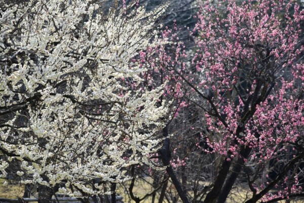 梅（春のゾーン）　五分咲き　2021年2月21日　撮影：MKタクシー