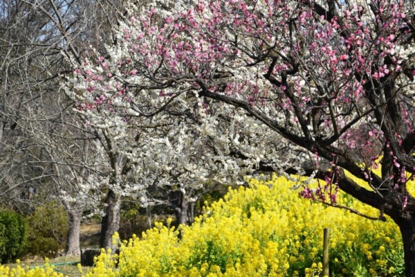 梅と菜の花（春のゾーン）　五分咲き　2021年2月21日　撮影：MKタクシー