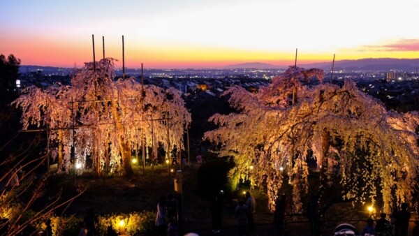 夕暮れと枝垂桜ライトアップ　見頃　2020年3月25日（平年3月31日相当）　撮影：MKタクシー