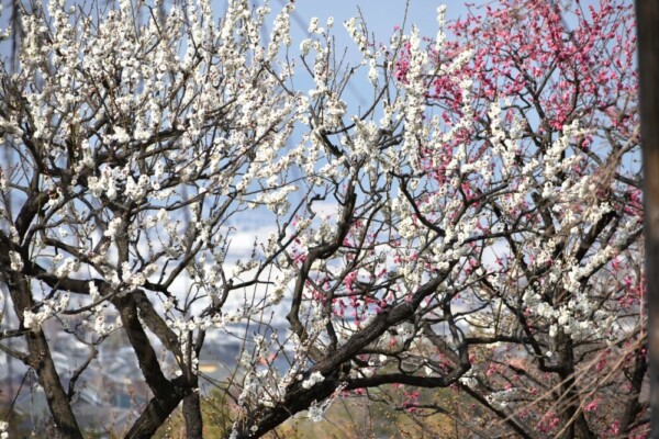 梅（春のゾーン）　五分咲き　2021年2月21日　撮影：MKタクシー