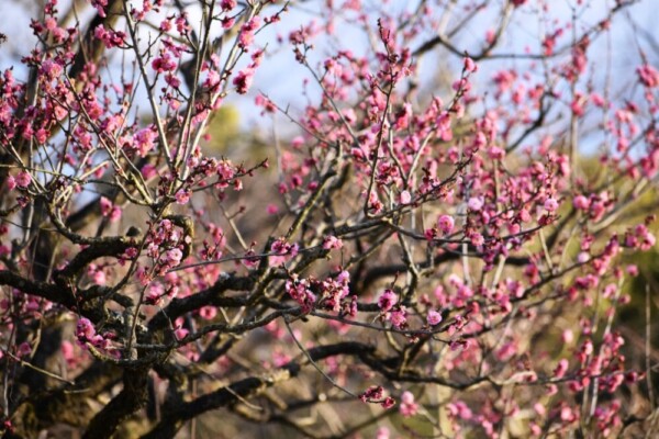 紅梅（春のゾーン）　三分咲き　2020年1月30日　撮影：MKタクシー　
