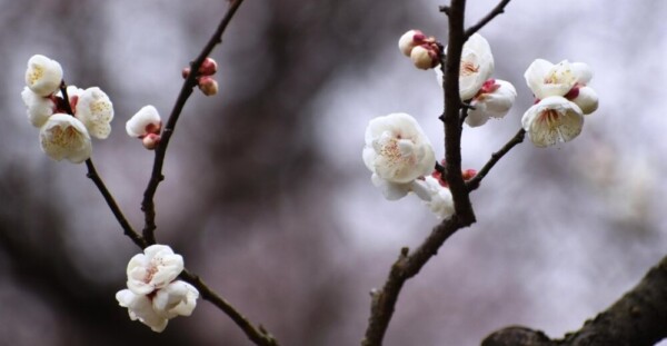 白加賀（春のゾーン）　咲きはじめ　2019年2月9日　撮影：MKタクシー