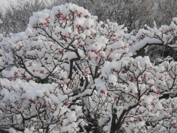 梅と雪　咲きはじめ　2017年1月16日　撮影：MKタクシー