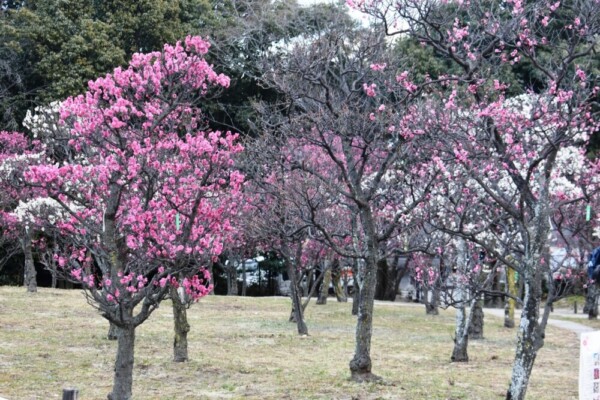 八重寒紅 見頃 2021年2月9日 撮影:MKタクシー