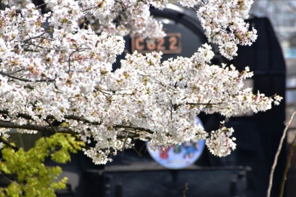蒸気機関車とソメイヨシノ　見頃　2021年3月29日（平年4月10日相当）　撮影：MKタクシー