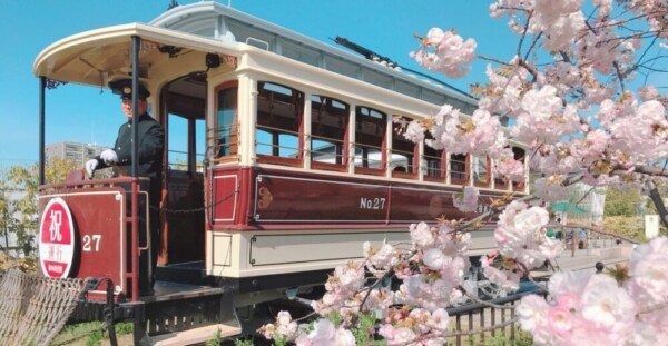 桜とチンチン電車　見頃　2019年4月13日（平年4月12日相当）　撮影：MKタクシー