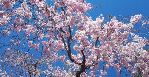 八重紅枝垂桜　見頃　2019年4月13日（平年4月12日相当）　撮影：MKタクシー