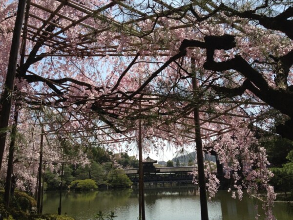 八重紅枝垂桜（東神苑）　見頃　2013年4月5日（平年4月13日相当）　撮影：MKタクシー