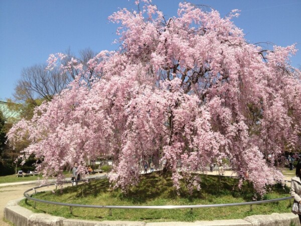 八重紅枝垂桜（南神苑）　見頃　2013年4月5日（平年4月13日相当）　撮影：MKタクシー