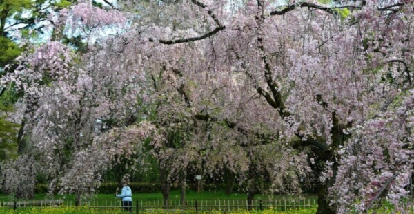 八重紅枝垂桜　見頃過ぎ　2017年4月19日（平年4月18日相当）　撮影：MKタクシー