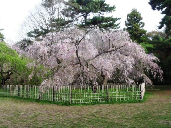 八重紅枝垂桜　散りはじめ　2010年4月19日（平年4月23日相当）　撮影：MKタクシー