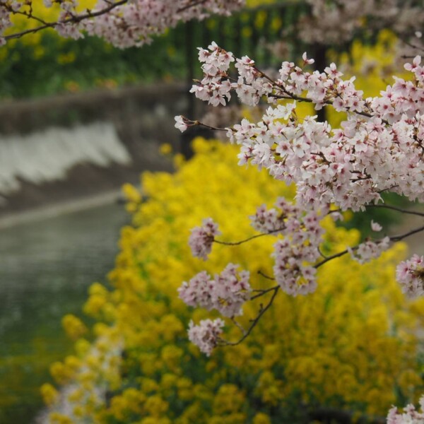 ソメイヨシノ（安朱橋）　散りはじめ　2017年4月15日（平年4月14日相当）　撮影：MKタクシー