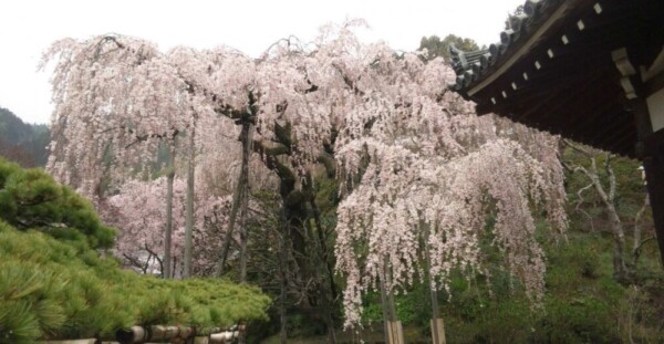 桂昌院御手植えの枝垂桜　見頃　2014年4月4日（平年4月7日相当）　撮影：MKタクシー