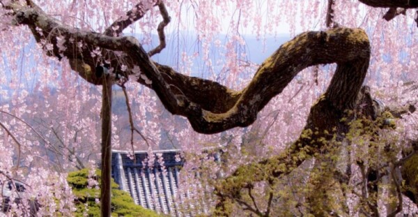 桂昌院御手植えの枝垂桜　見頃　2019年4月9日（平年4月9日相当）　撮影：MKタクシー