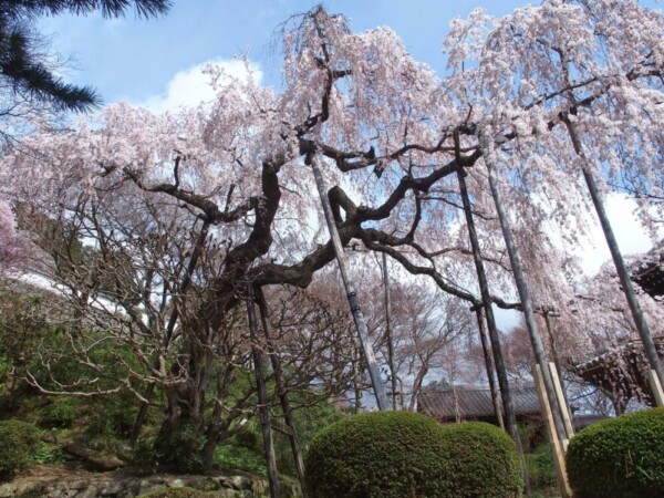 桂昌院御手植えの枝垂桜　見頃　2014年4月8日（平年4月10日相当）　撮影：MKタクシー