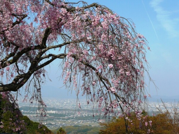 八重紅枝垂桜　五分咲き　2007年4月15日（平年4月17日相当）　撮影：MKタクシー