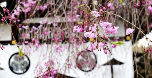 八重紅枝垂桜　咲きはじめ　2020年4月2日（平年4月7日相当）　撮影：MKタクシー