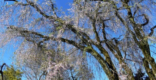 八重紅枝垂桜　散りはじめ　2019年4月16日（平年4月15日相当）　撮影：MKタクシー