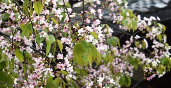 北野桜（社務所前）　散りはじめ　2019年4月23日（平年4月21日相当）　撮影：MKタクシー