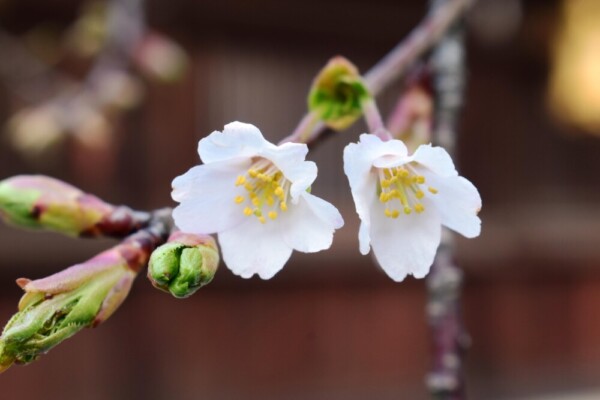 北野天満宮・社務所前の北野桜　咲きはじめ　2020年4月8日　撮影：MKタクシー
