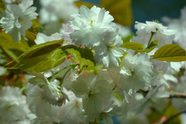 奈良の八重桜（京都府立植物園）　見頃　2018年4月18日（平年4月28日相当）　撮影：MKタクシー