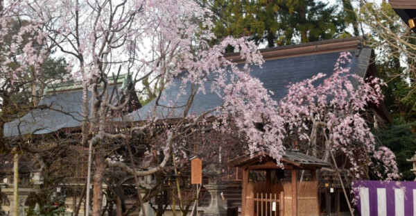 枝垂桜（連歌所の井戸）　見頃　2019年4月5日（平年4月4日相当）　撮影：MKタクシー