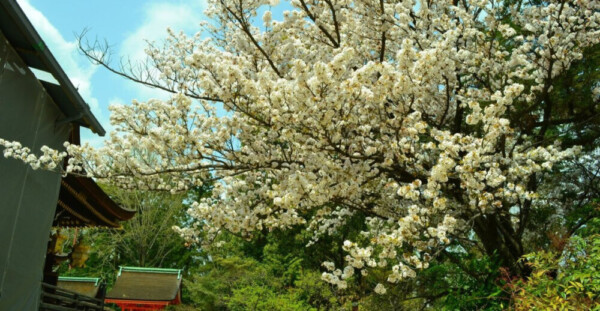 山桜（ヤマザクラ）　見頃　2018年4月1日（平年4月7日相当）　撮影：MKタクシー
