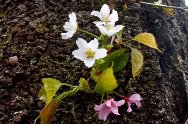 白とピンクの花の北野桜　2019年4月12日　撮影：MKタクシー