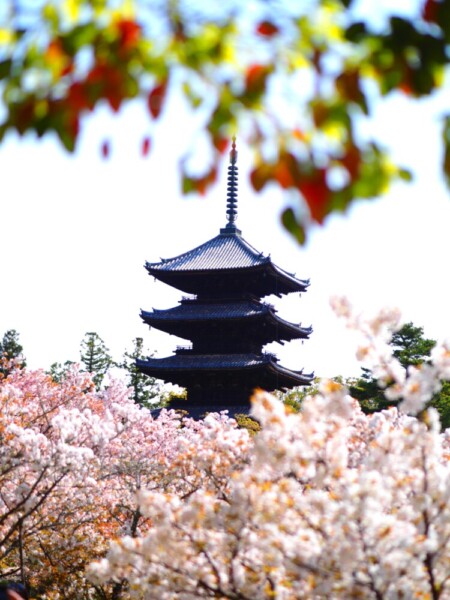仁和寺の御室桜とカエデの花　見頃　2021年4月8日　撮影：MKタクシー